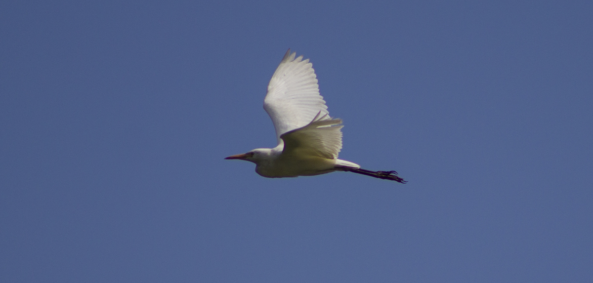Great Egret — Ana fotoğraf